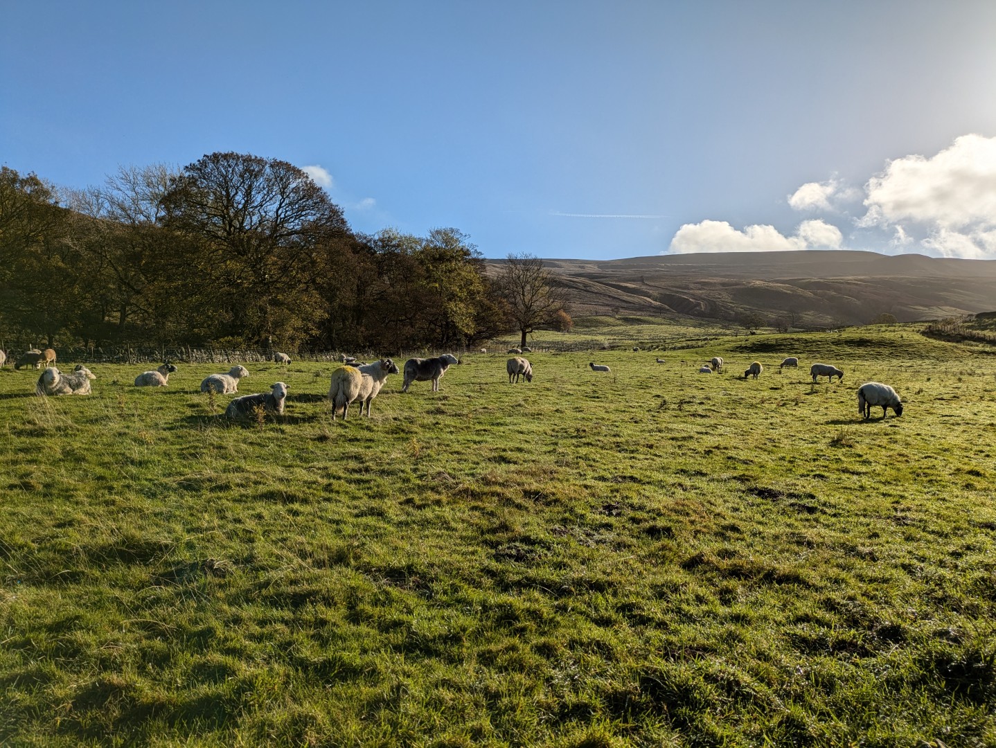 Upland grassland, dry-stone wall and mature trees at Dalefoot Farm