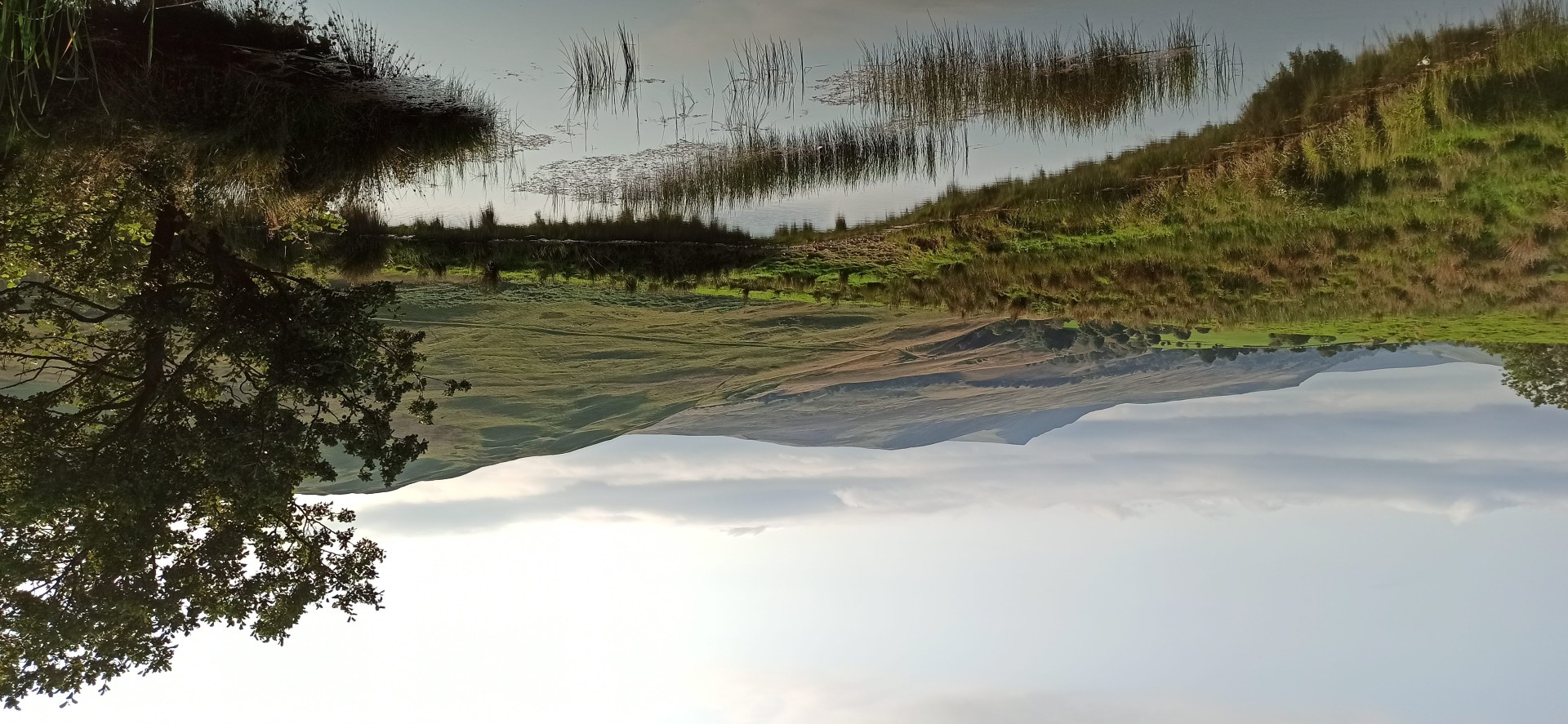 Pond, upland grassland and mature trees at Dalefoot Farm